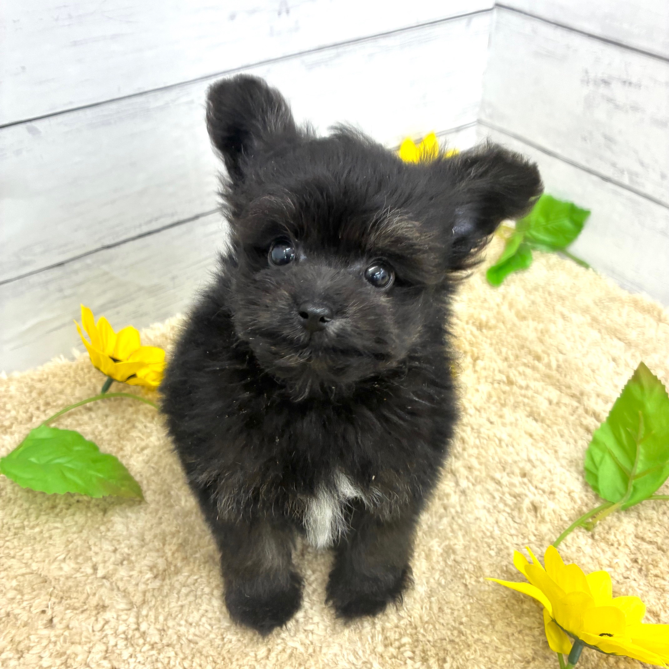 愛知県のポメプー(ポメラニアン×プードル) (犬の家＆猫の里七宝店/2026年5月20日生まれ/男の子/ブラックホワイト)の子犬の4枚目の画像