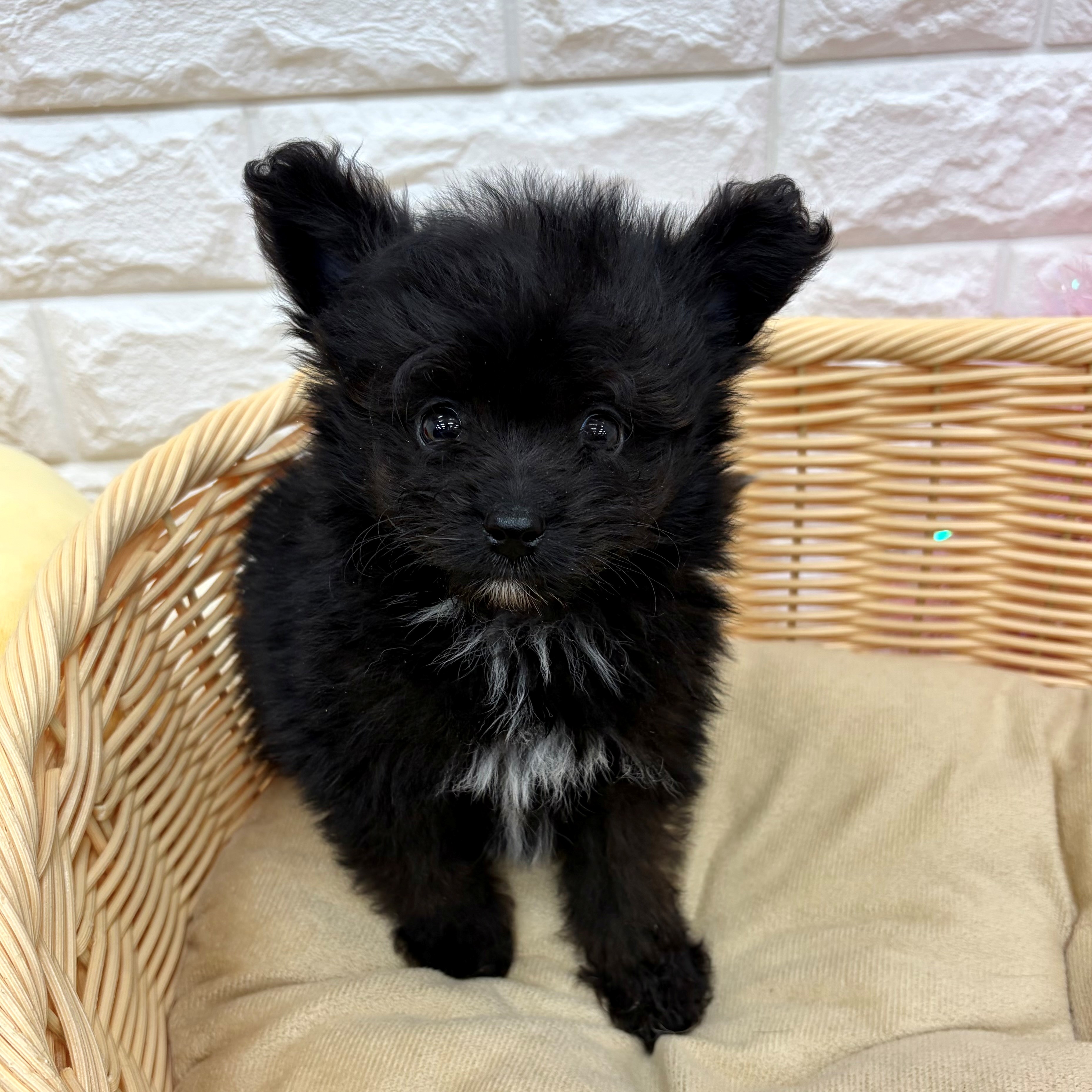 愛知県のポメプー(ポメラニアン×プードル) (犬の家＆猫の里MEGAドン・キホーテ東海名和店/2026年5月20日生まれ/男の子/ブラックホワイト)の子犬の4枚目の画像