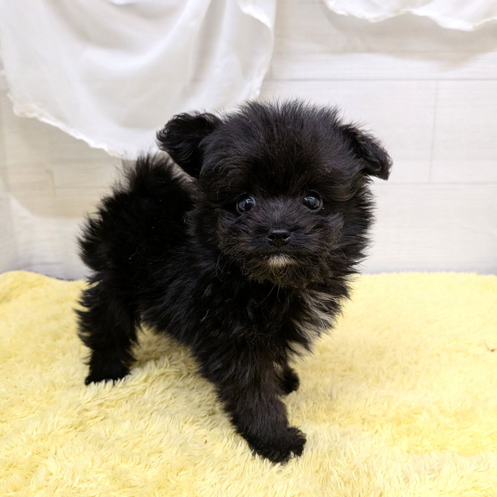 愛知県のポメプー(ポメラニアン×プードル) (犬の家＆猫の里碧南店/2026年5月20日生まれ/女の子/ブラックホワイト)の子犬の4枚目の画像