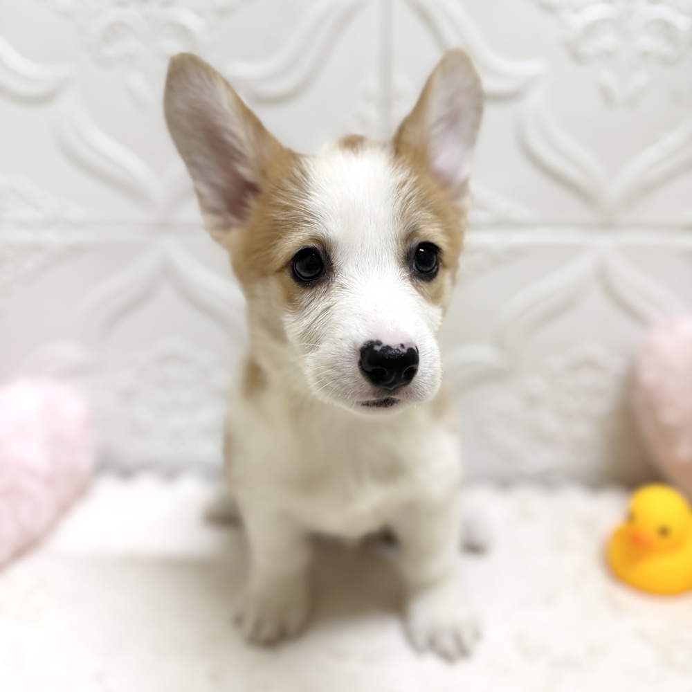 愛知県のウェルシュコーギーペンブローク (犬の家＆猫の里岡崎店/2026年5月24日生まれ/女の子/レッドホワイト)の子犬の4枚目の画像