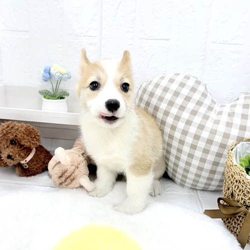 愛知県のウェルシュコーギーペンブローク (犬の家＆猫の里豊川インター店/2026年5月24日生まれ/女の子/レッドホワイト)の子犬の4枚目の画像