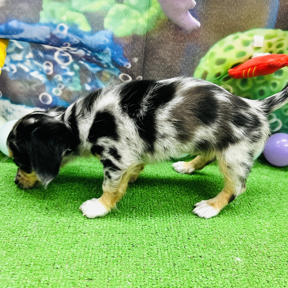 愛知県のチワックス(チワワ×ダックス) (犬の家＆猫の里名古屋天白店/2026年5月25日生まれ/女の子/シルバーダップル)の子犬の4枚目の画像