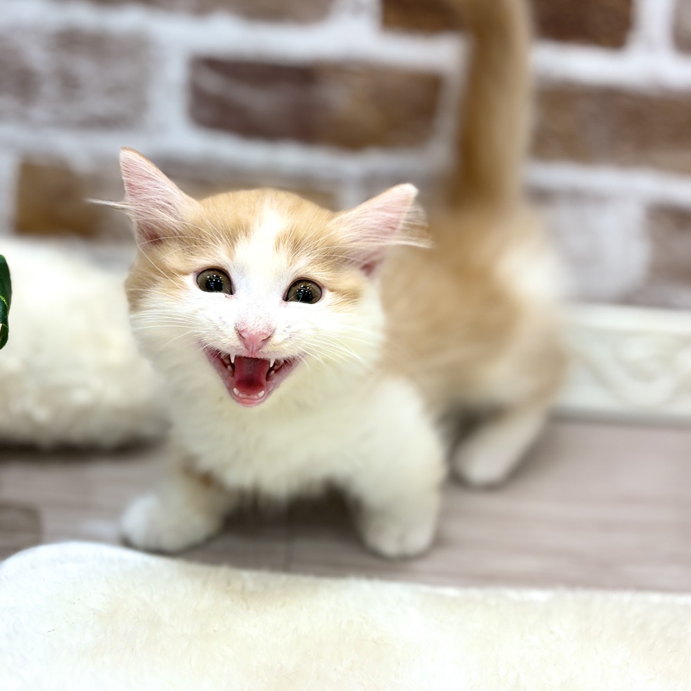 三重県のマンチカン (犬の家＆猫の里三重桑名店/2026年5月22日生まれ/女の子/レッドタビーホワイト)の子猫の4枚目の画像