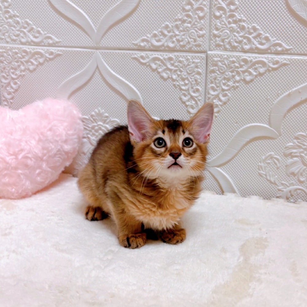 愛知県のソマリ (犬の家＆猫の里岡崎店/2026年5月23日生まれ/男の子/ルディ)の子猫の4枚目の画像
