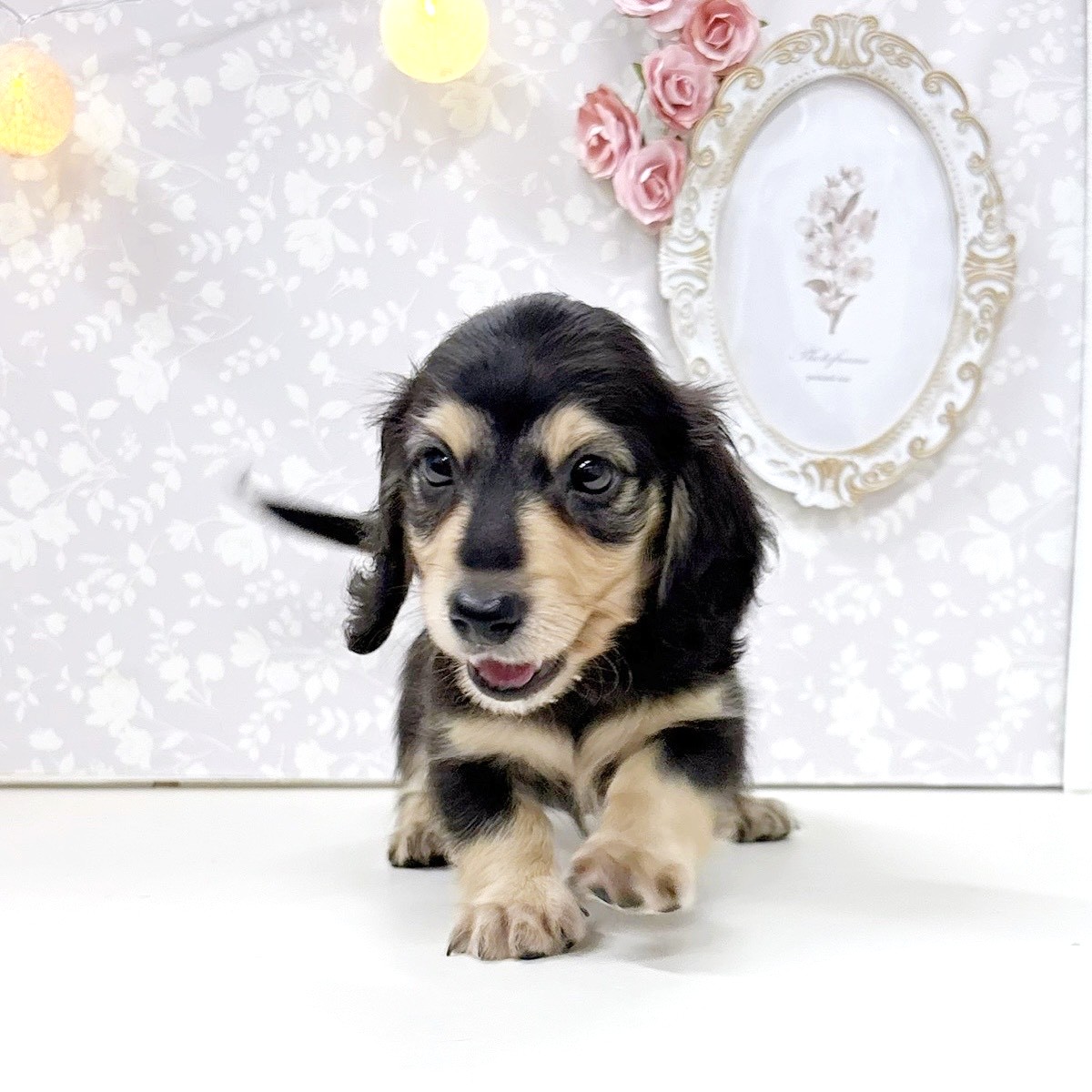 富山県のミニチュアダックスフンド(ロング) (犬の家＆猫の里アミーゴ高岡蓮花寺店/2026年5月26日生まれ/男の子/ブラックイエロー)の子犬の4枚目の画像