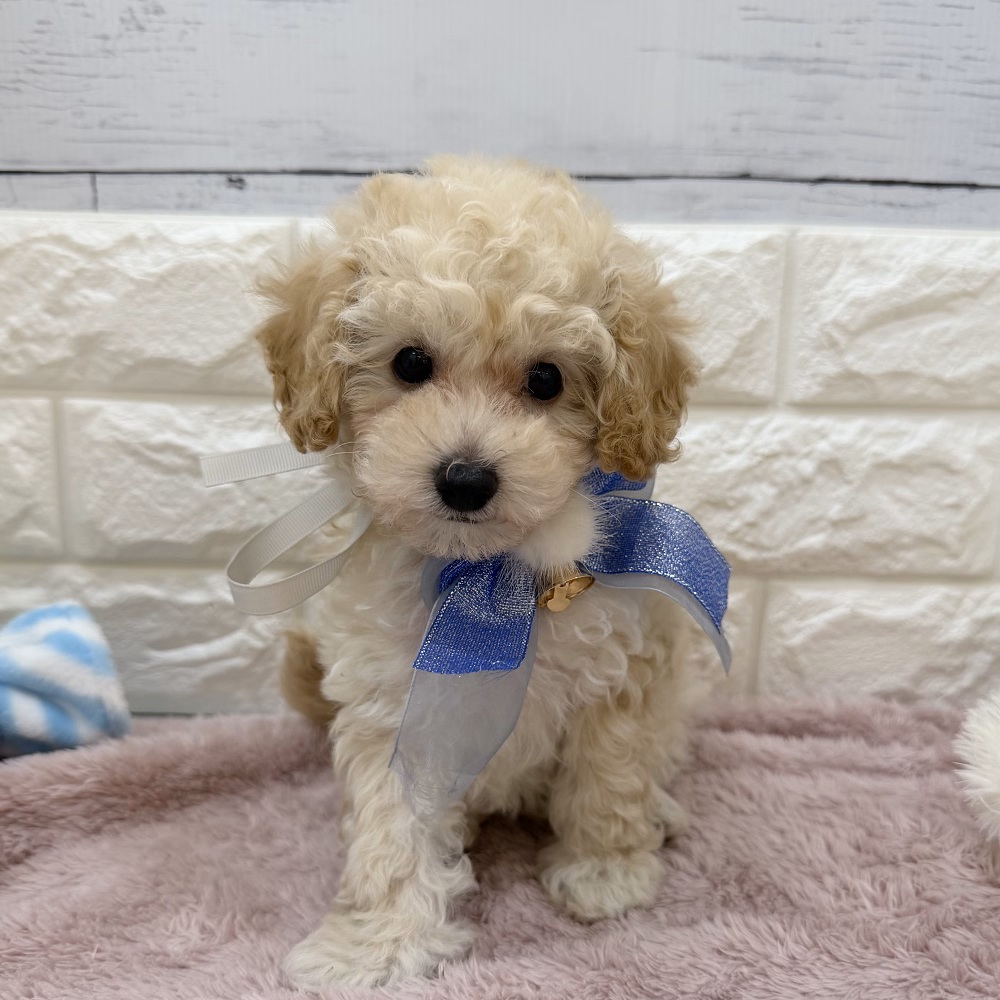 静岡県のトイプードル(トイ) (犬の家＆猫の里アミーゴ浜松和田店/2026年5月24日生まれ/男の子/ペールフォーン)の子犬の4枚目の画像