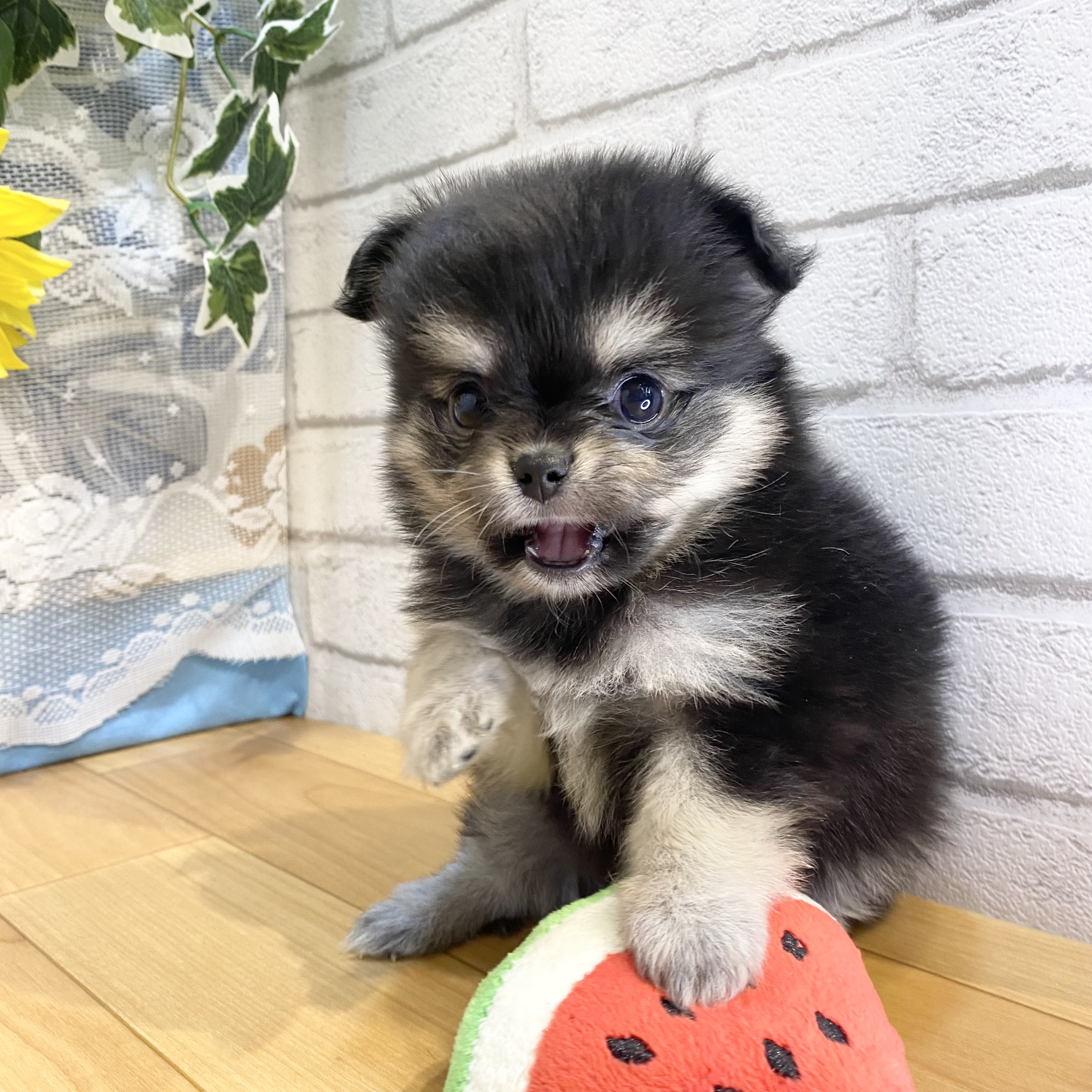 長野県のポメチワ/チワポメ/ポメチー(ポメラニアン×チワワ) (犬の家＆猫の里カインズ梓川店/2026年5月25日生まれ/女の子/ブラックタン)の子犬の4枚目の画像