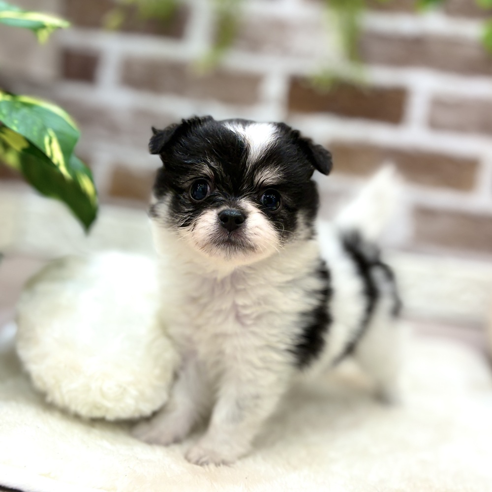 三重県のポメチワ/チワポメ/ポメチー(ポメラニアン×チワワ) (犬の家＆猫の里三重桑名店/2026年5月25日生まれ/女の子/ホワイトブラック)の子犬の4枚目の画像