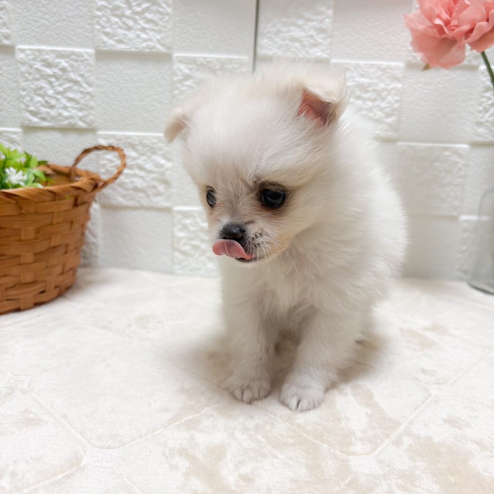 東京都のポメチワ/チワポメ/ポメチー(ポメラニアン×チワワ) (犬の家＆猫の里ペットフォレスト小平店/2026年5月25日生まれ/女の子/ホワイトクリーム)の子犬の4枚目の画像