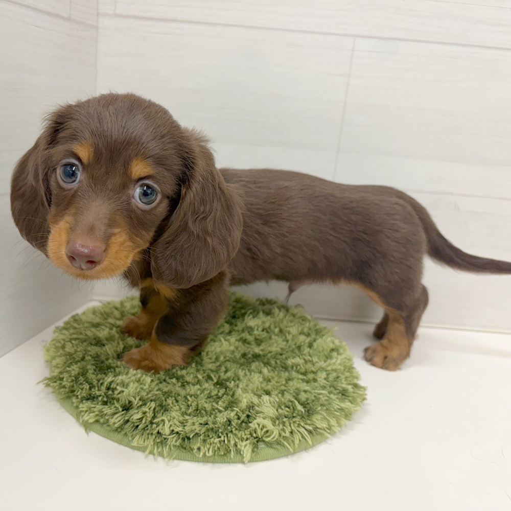 石川県のミニチュアダックスフンド(ロング) (犬の家＆猫の里アミーゴ金沢おこばた店/2026年5月24日生まれ/男の子/チョコレートタン)の子犬の4枚目の画像