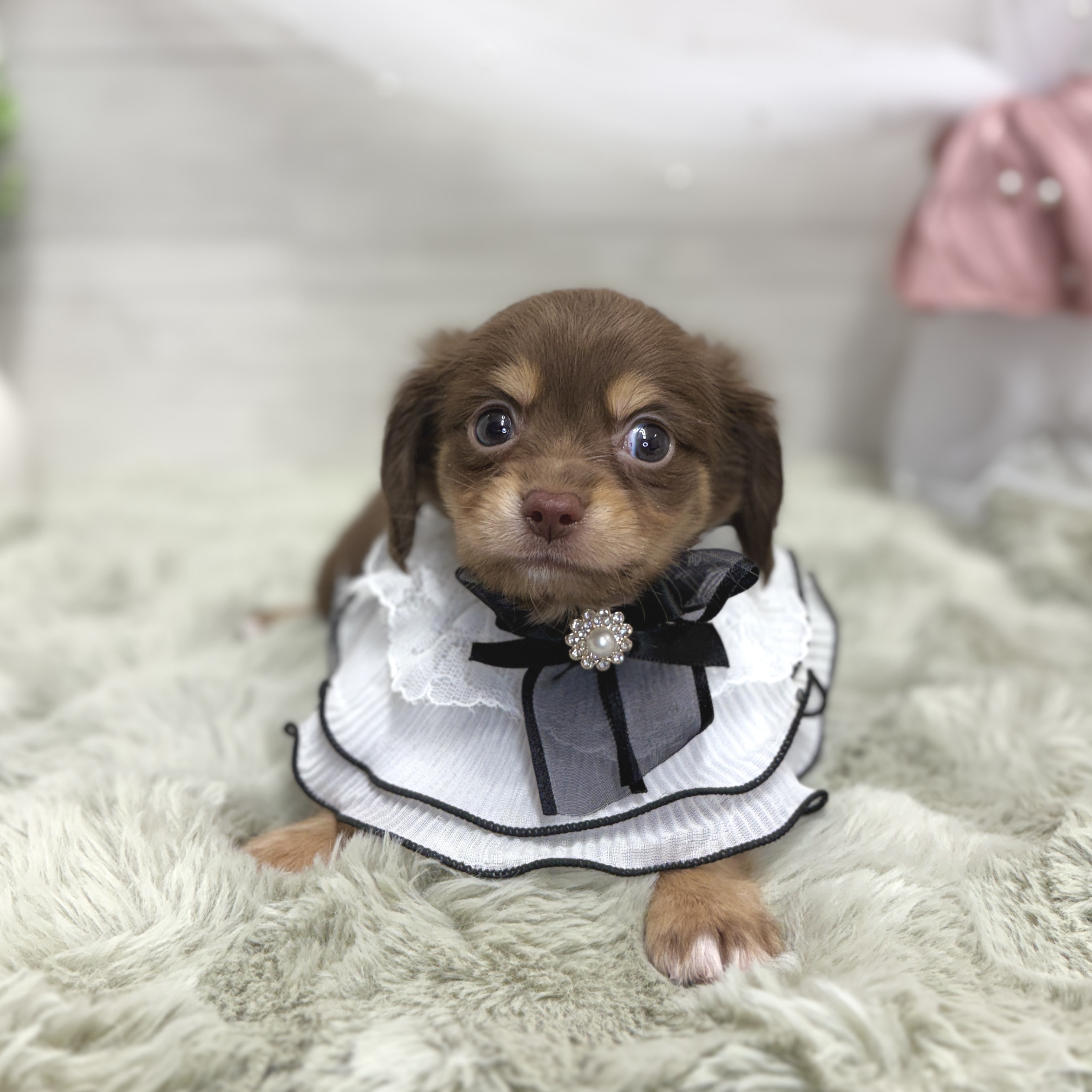 神奈川県のチワックス(チワワ×ダックス) (犬の家＆猫の里相模原店/2026年5月23日生まれ/男の子/チョコレートタン)の子犬の4枚目の画像