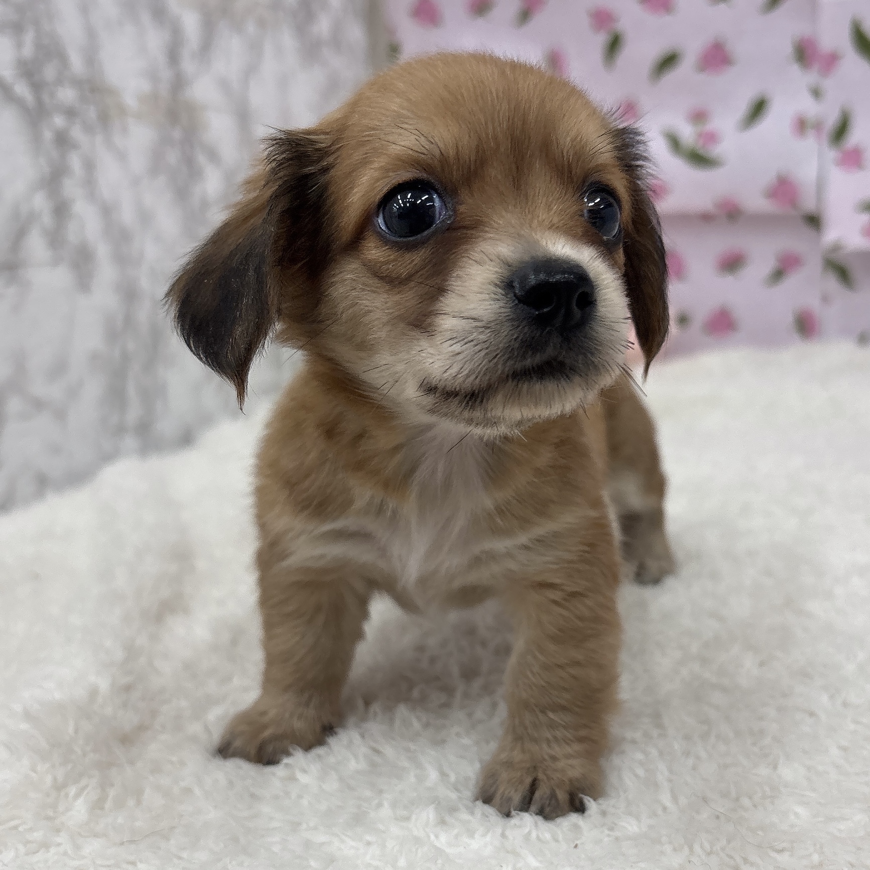 愛知県のチワックス(チワワ×ダックス) (犬の家＆猫の里エアポートウォーク店/2026年5月25日生まれ/女の子/レッド)の子犬の4枚目の画像