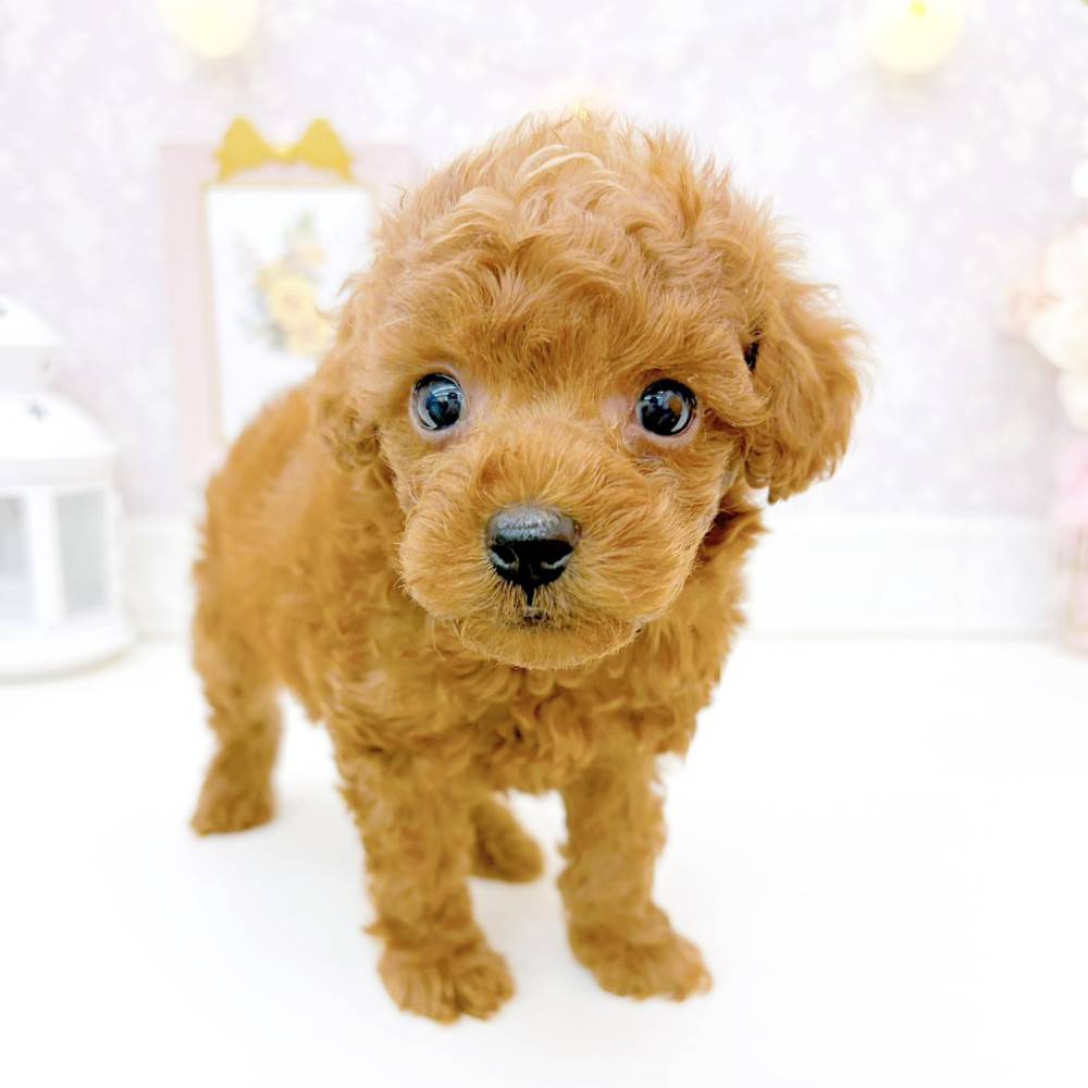 富山県のトイプードル(トイ) (犬の家＆猫の里富山店/2026年5月26日生まれ/男の子/レッド)の子犬の4枚目の画像