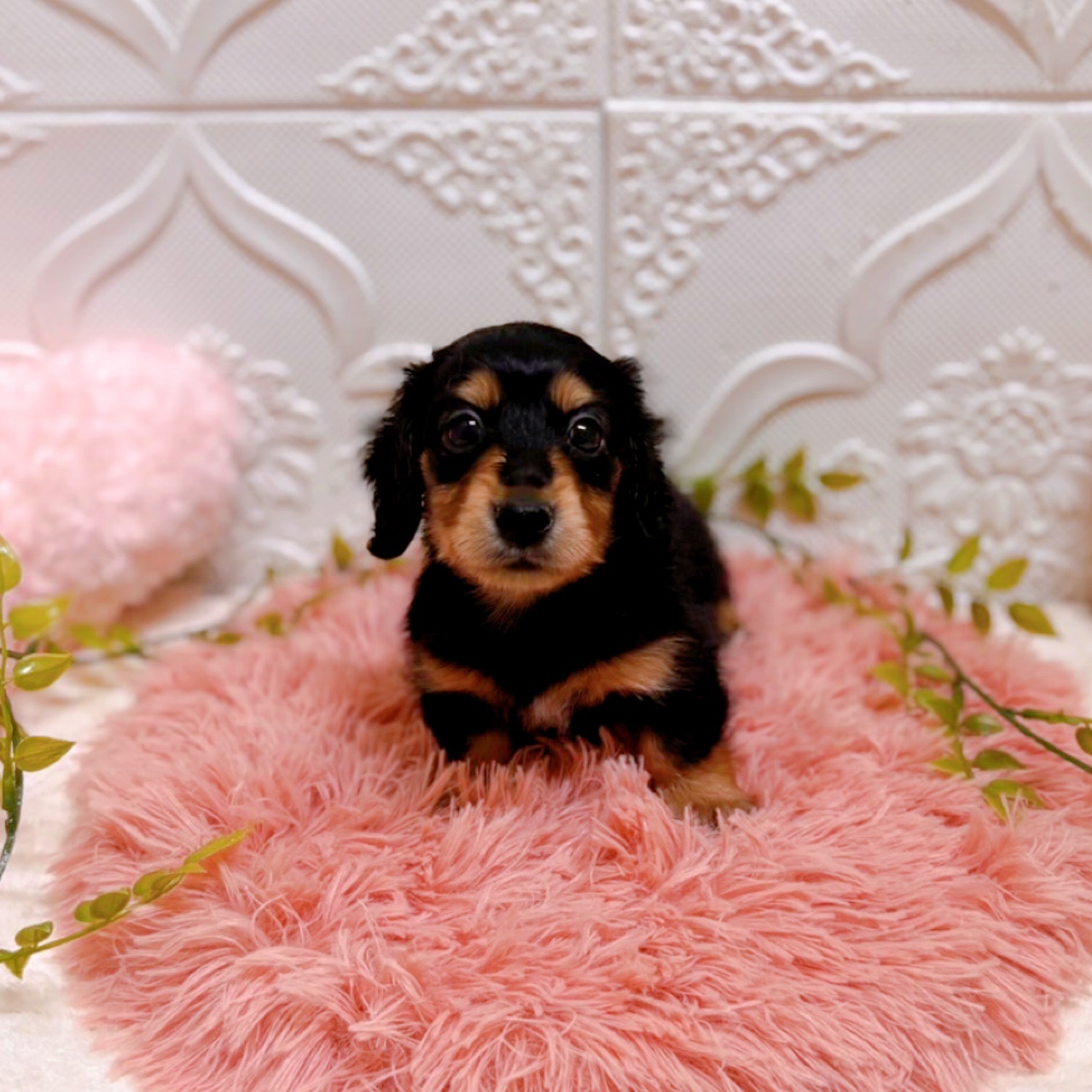 愛知県のミニチュアダックスフンド(ロング) (犬の家＆猫の里岡崎店/2026年5月26日生まれ/男の子/ブラックタン)の子犬の4枚目の画像
