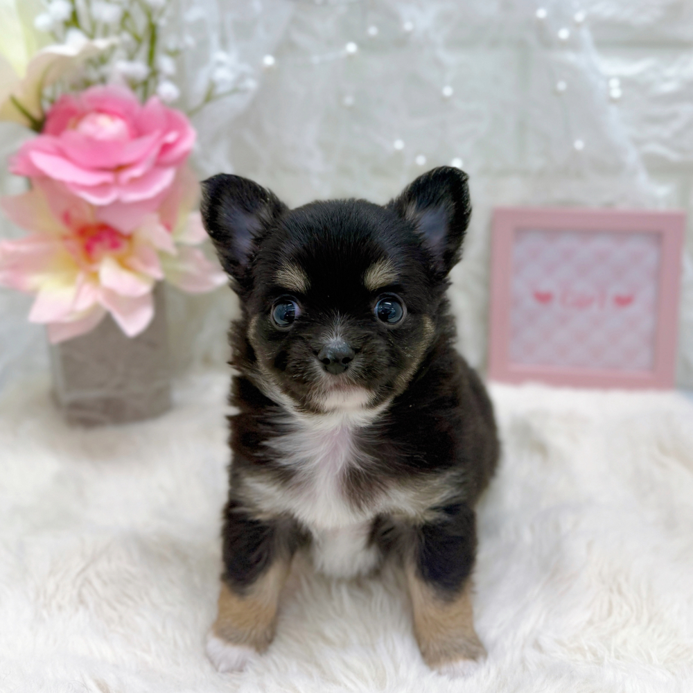 福井県のチワワ(ロング) (犬の家＆猫の里アミーゴ福井大和田店/2026年5月25日生まれ/女の子/ブラックタン)の子犬の4枚目の画像