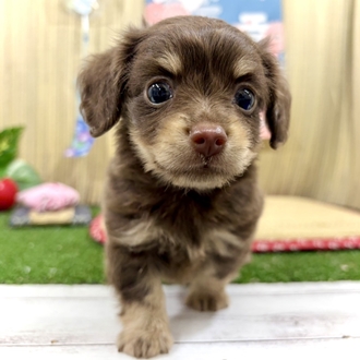 神奈川県のチワックス(チワワ×ダックス) (犬の家＆猫の里小田原店/2026年5月25日生まれ/男の子/チョコレートタン)の子犬の4枚目の画像