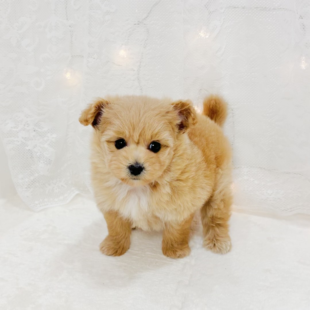 千葉県のポメプー(ポメラニアン×プードル) (犬の家＆猫の里BIGHOPガーデンモール印西店/2026年5月24日生まれ/女の子/アプリコット)の子犬の1枚目の画像