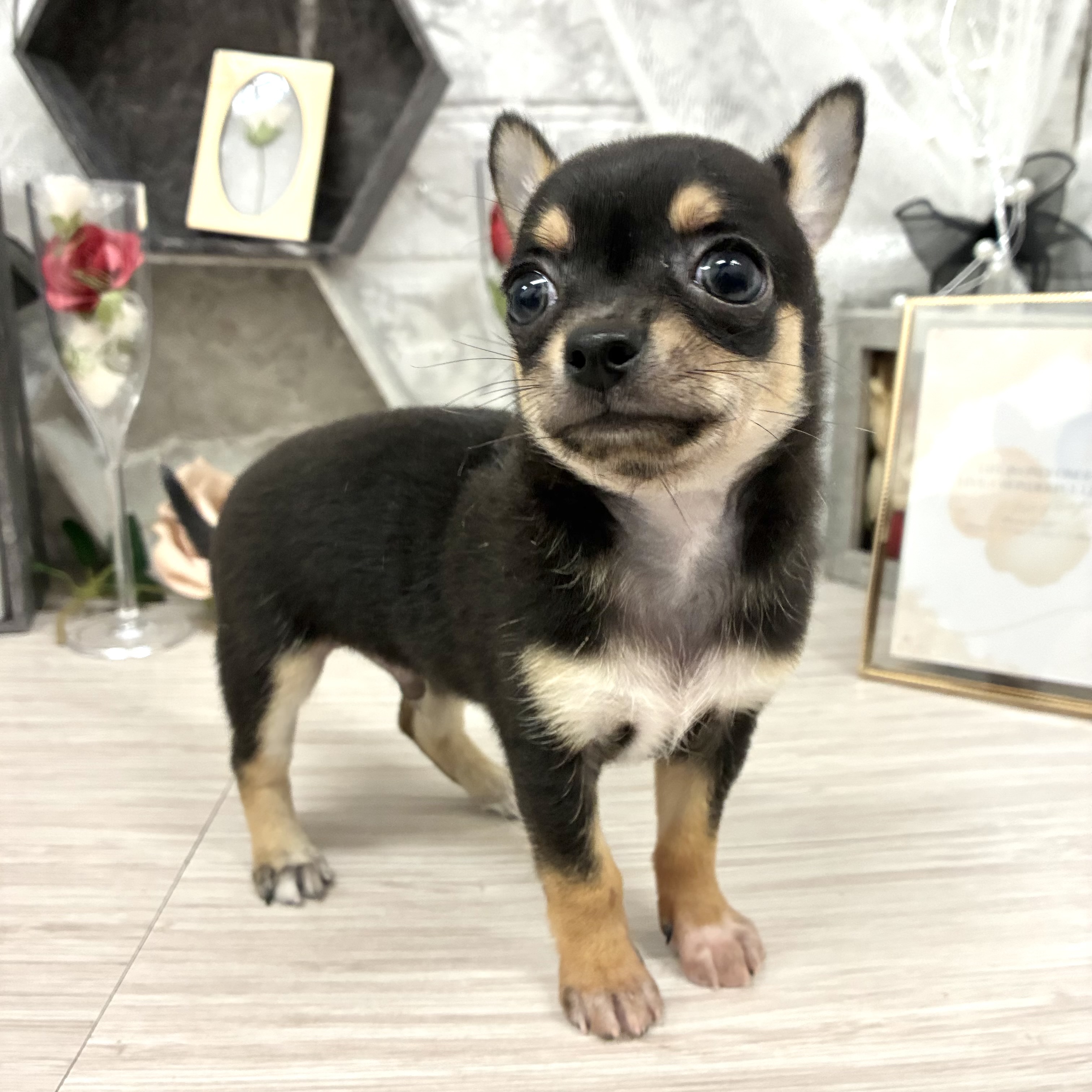 千葉県のチワワ(スムース) (犬の家＆猫の里ワンズモール稲毛店/2026年5月26日生まれ/男の子/ブラックタン)の子犬の4枚目の画像