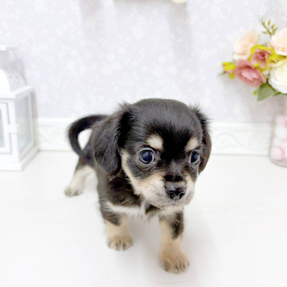 富山県のチワックス(チワワ×ダックス) (犬の家＆猫の里アミーゴ山室店/2026年5月23日生まれ/女の子/ブラックタン)の子犬の4枚目の画像