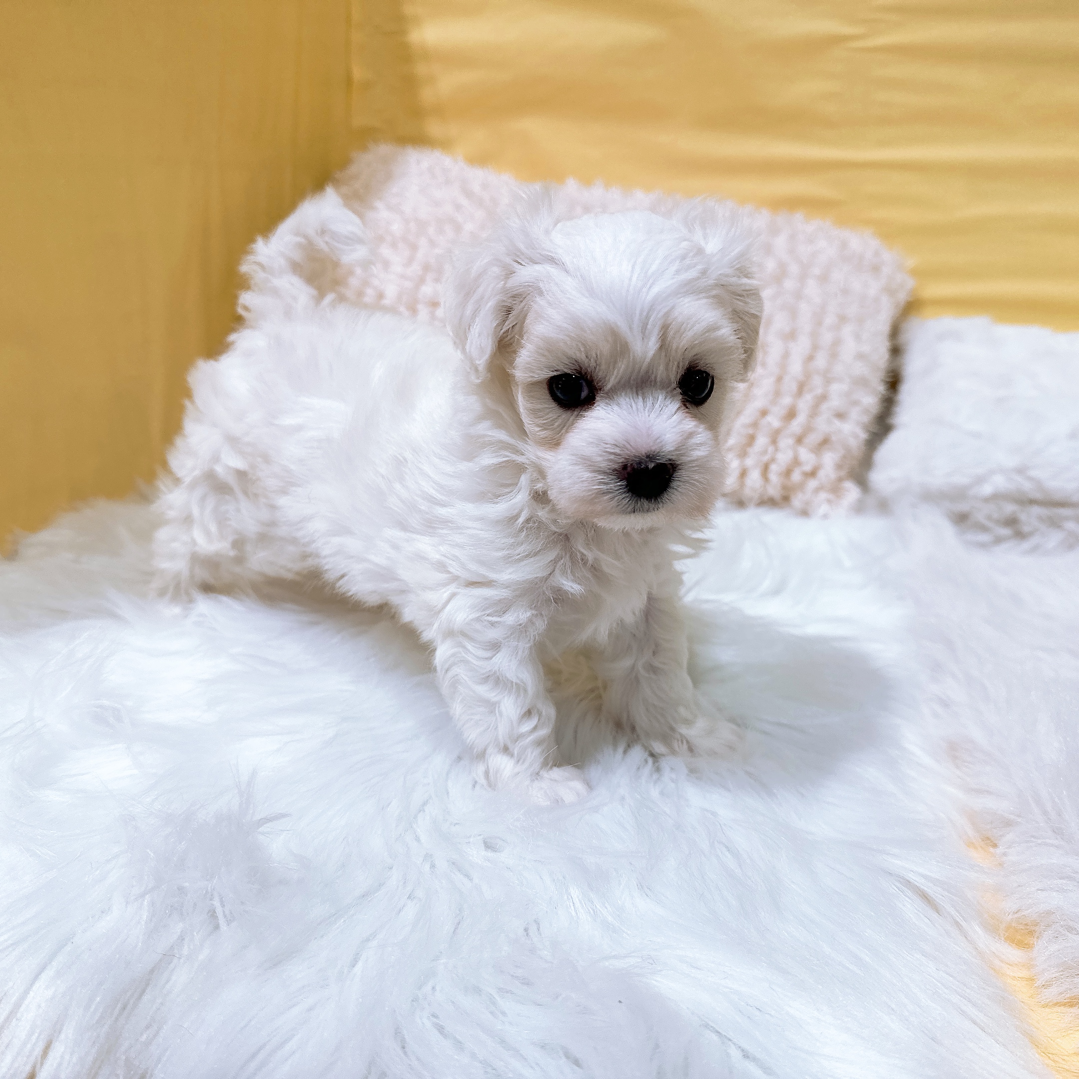 神奈川県のマルプー(マルチーズ×プードル) (犬の家＆猫の里元住吉ブレーメン通り店/2026年5月25日生まれ/男の子/クリーム)の子犬の4枚目の画像