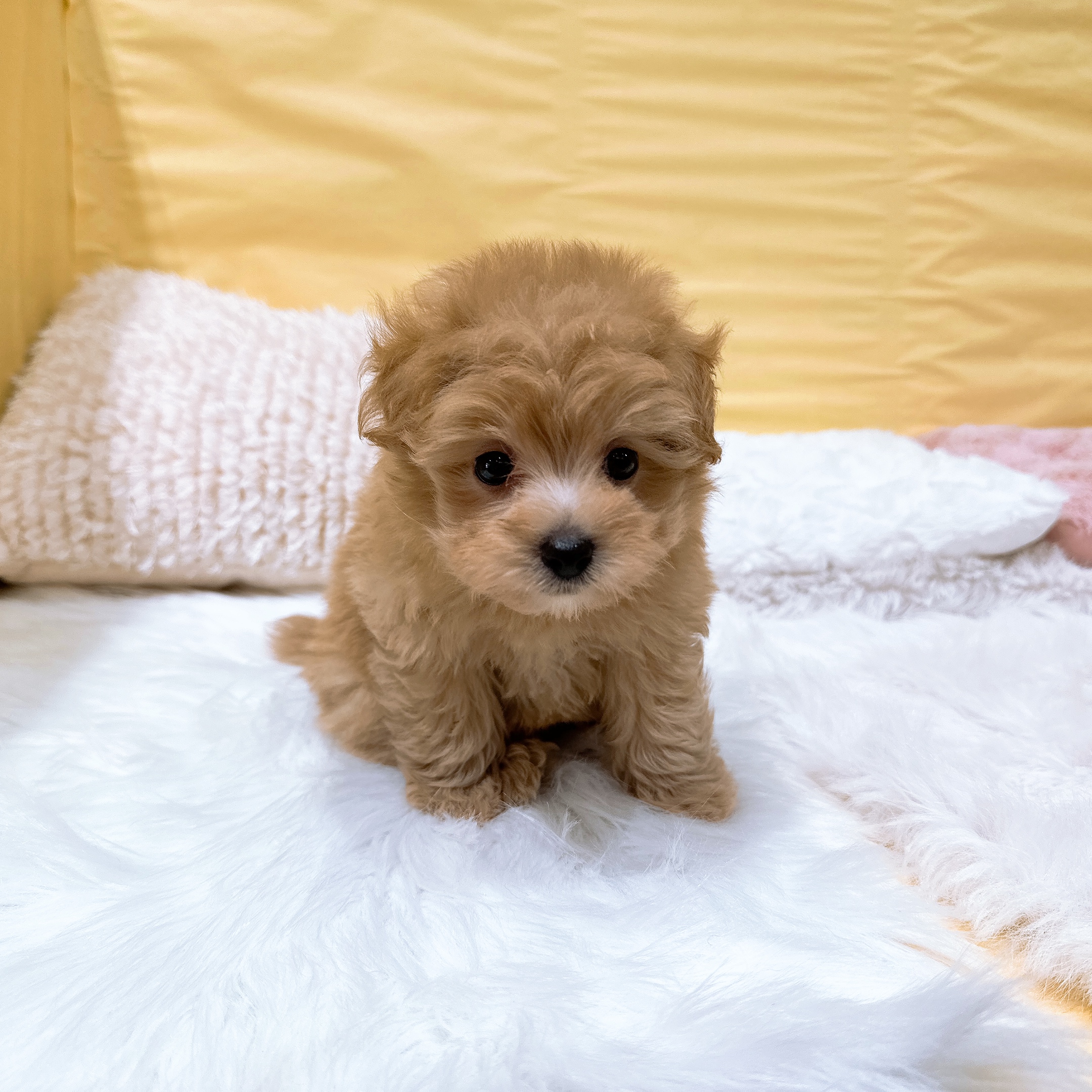 神奈川県のポメプー(ポメラニアン×プードル) (犬の家＆猫の里元住吉ブレーメン通り店/2026年5月26日生まれ/男の子/アプリコット)の子犬の4枚目の画像