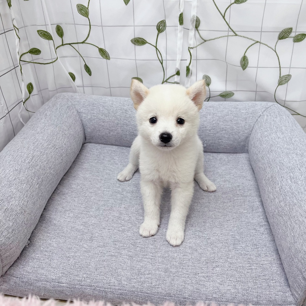 長野県のハーフ犬・ミックス犬 (犬の家＆猫の里塩尻店/2026年5月23日生まれ/女の子/白)の子犬の4枚目の画像