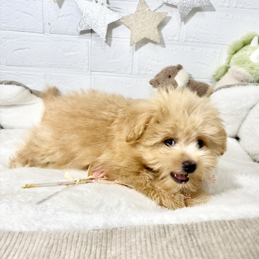 兵庫県のポメプー(ポメラニアン×プードル) (犬の家＆猫の里ニッケパークタウン加古川店/2026年5月26日生まれ/女の子/アプリコット)の子犬の4枚目の画像