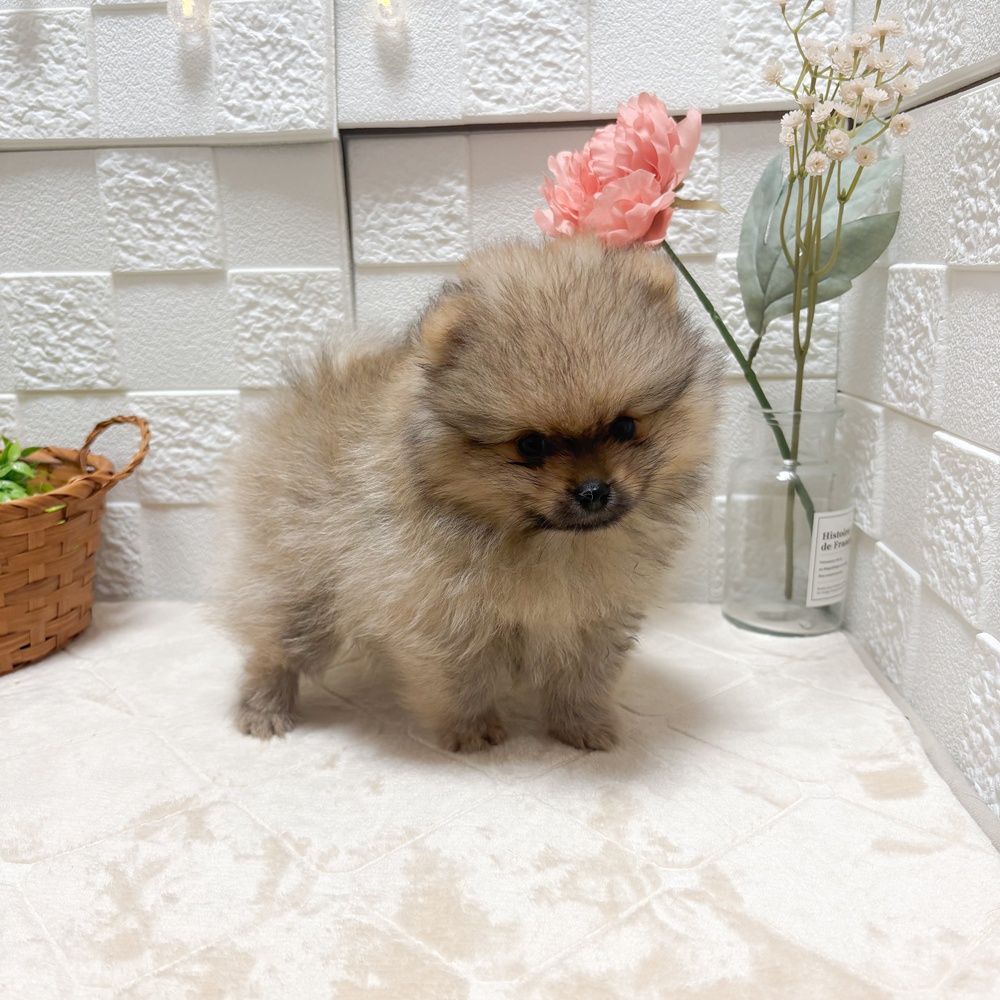 東京都のポメラニアン (犬の家＆猫の里ペットフォレスト小平店/2026年5月26日生まれ/男の子/オレンジ)の子犬の4枚目の画像