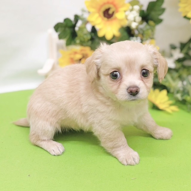 静岡県のチワックス(チワワ×ダックス) (犬の家＆猫の里藤枝店/2026年5月24日生まれ/女の子/クリーム)の子犬の4枚目の画像
