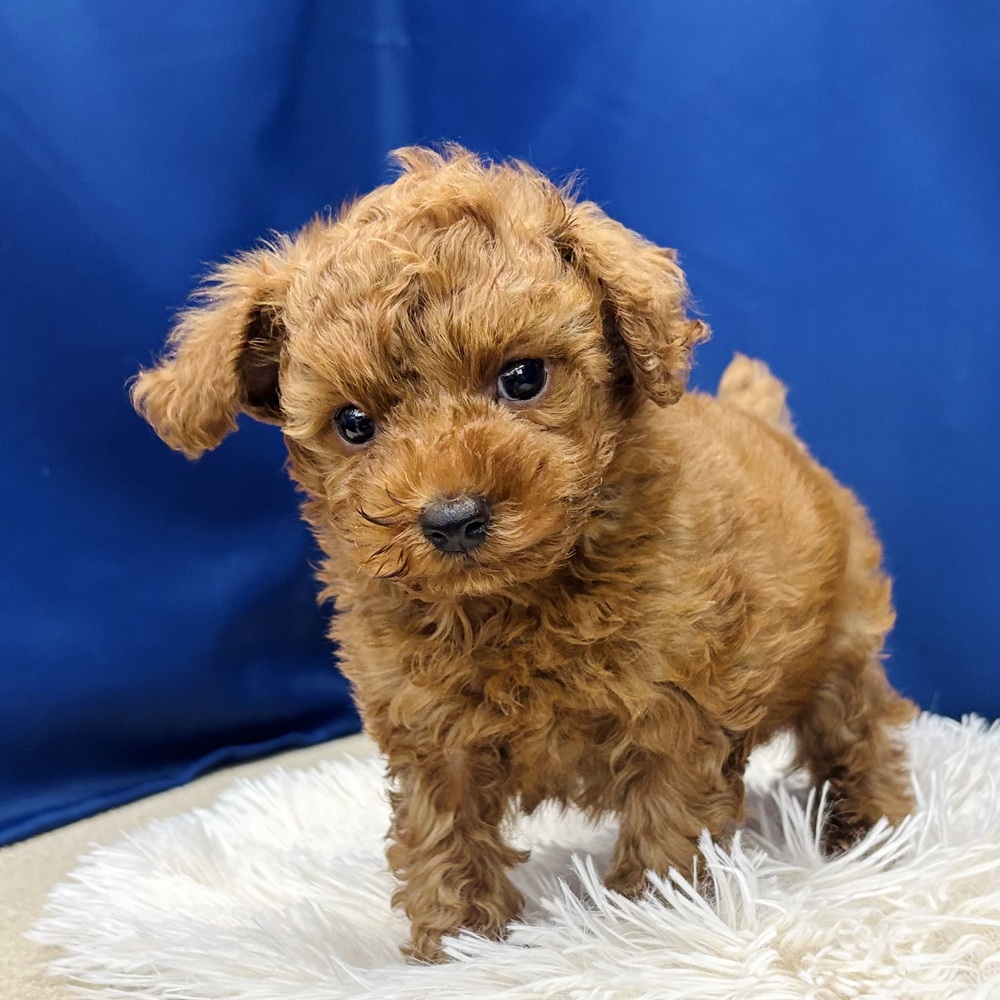 岐阜県のトイプードル(トイ) (犬の家＆猫の里中津川店/2026年5月24日生まれ/男の子/レッド)の子犬の4枚目の画像