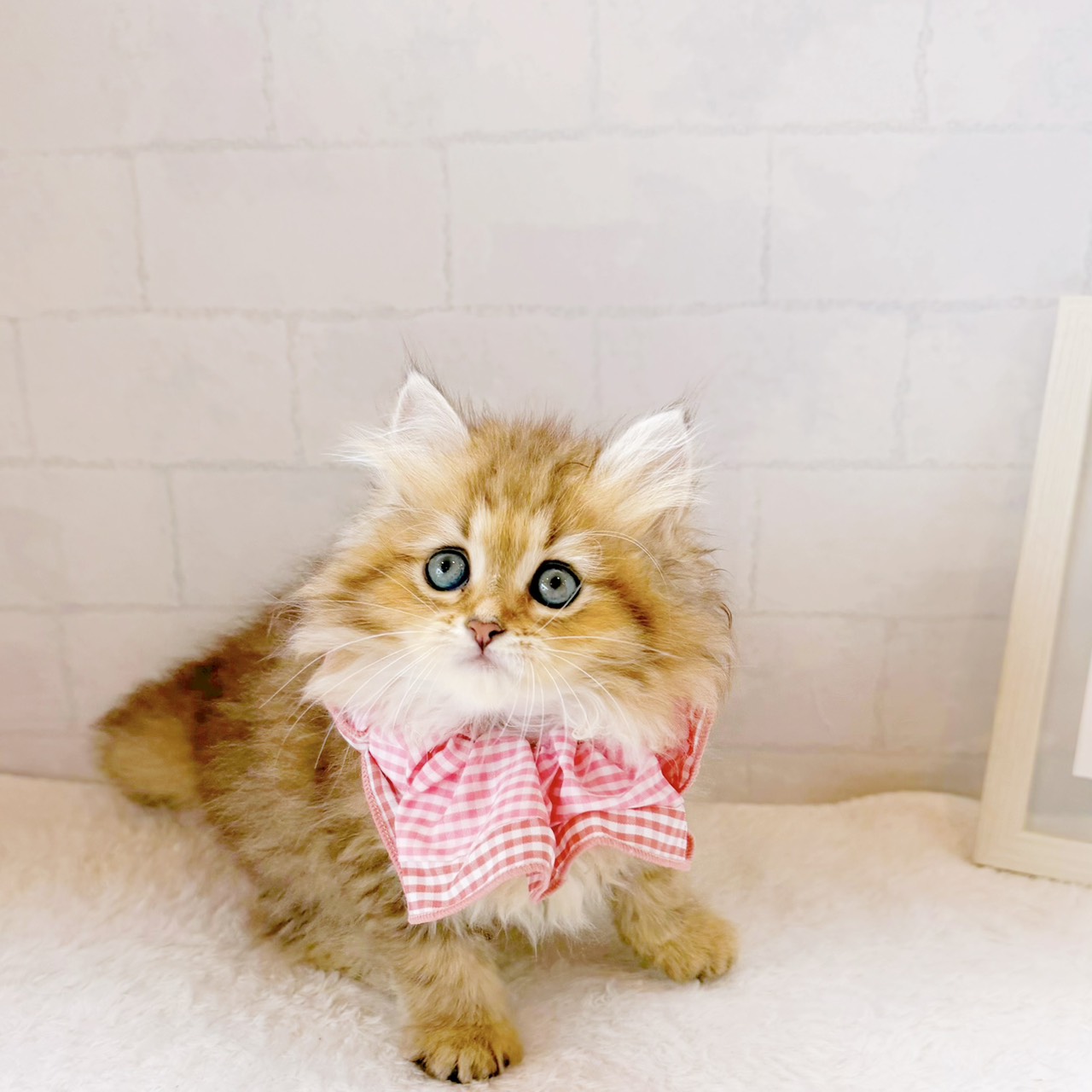 石川県のペルシャ (犬の家＆猫の里金沢店/2026年5月23日生まれ/女の子/チンチラゴールデン)の子猫の4枚目の画像