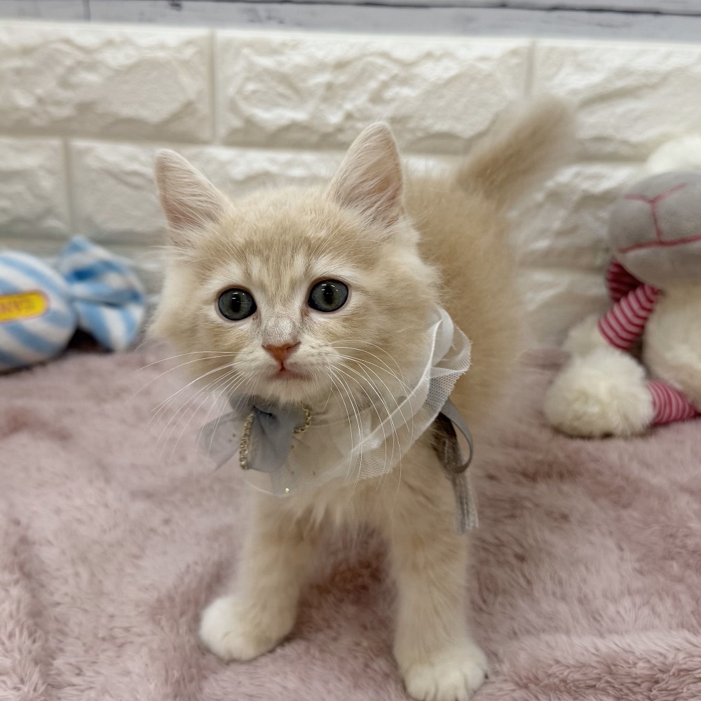 静岡県のラガマフィン (犬の家＆猫の里アミーゴ浜松和田店/2026年5月26日生まれ/男の子/クリームタビーホワイト)の子猫の4枚目の画像