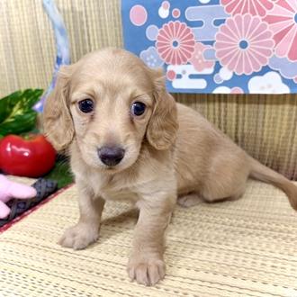 神奈川県のミニチュアダックスフンド(ロング) (犬の家＆猫の里小田原店/2026年5月23日生まれ/女の子/イエロー)の子犬の4枚目の画像