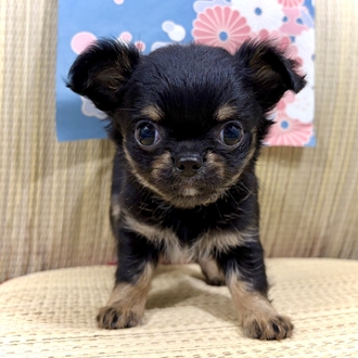 神奈川県のチワワ(ロング) (犬の家＆猫の里小田原店/2026年5月24日生まれ/女の子/ブラックタンホワイト)の子犬の4枚目の画像