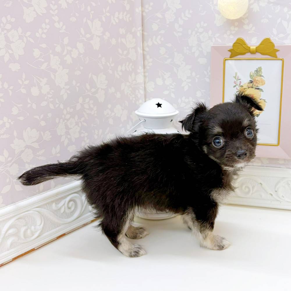 富山県のチワワ(ロング) (犬の家＆猫の里富山店/2026年5月25日生まれ/男の子/ブラックタンホワイト)の子犬の4枚目の画像