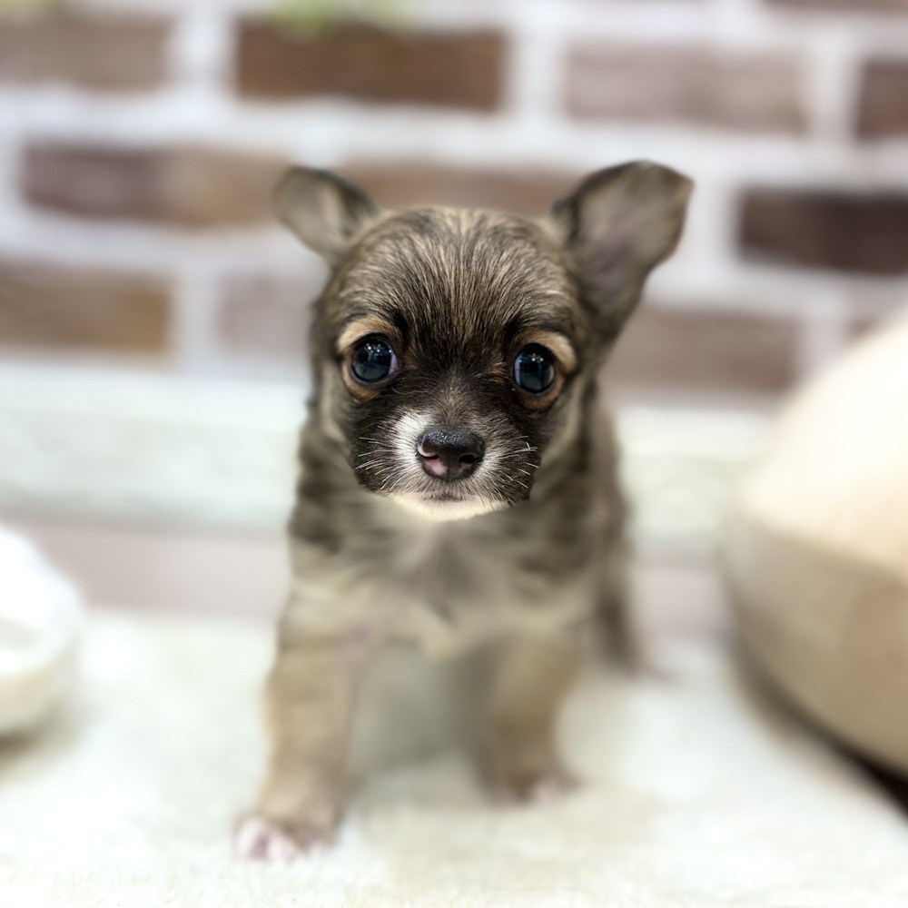三重県のチワワの子犬を価格や特徴で探す|ペットショップ探すなら