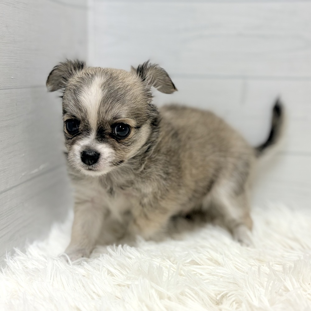 愛知県のチワワ(ロング) (犬の家＆猫の里豊田店/2026年5月25日生まれ/男の子/フォーンホワイト)の子犬の4枚目の画像
