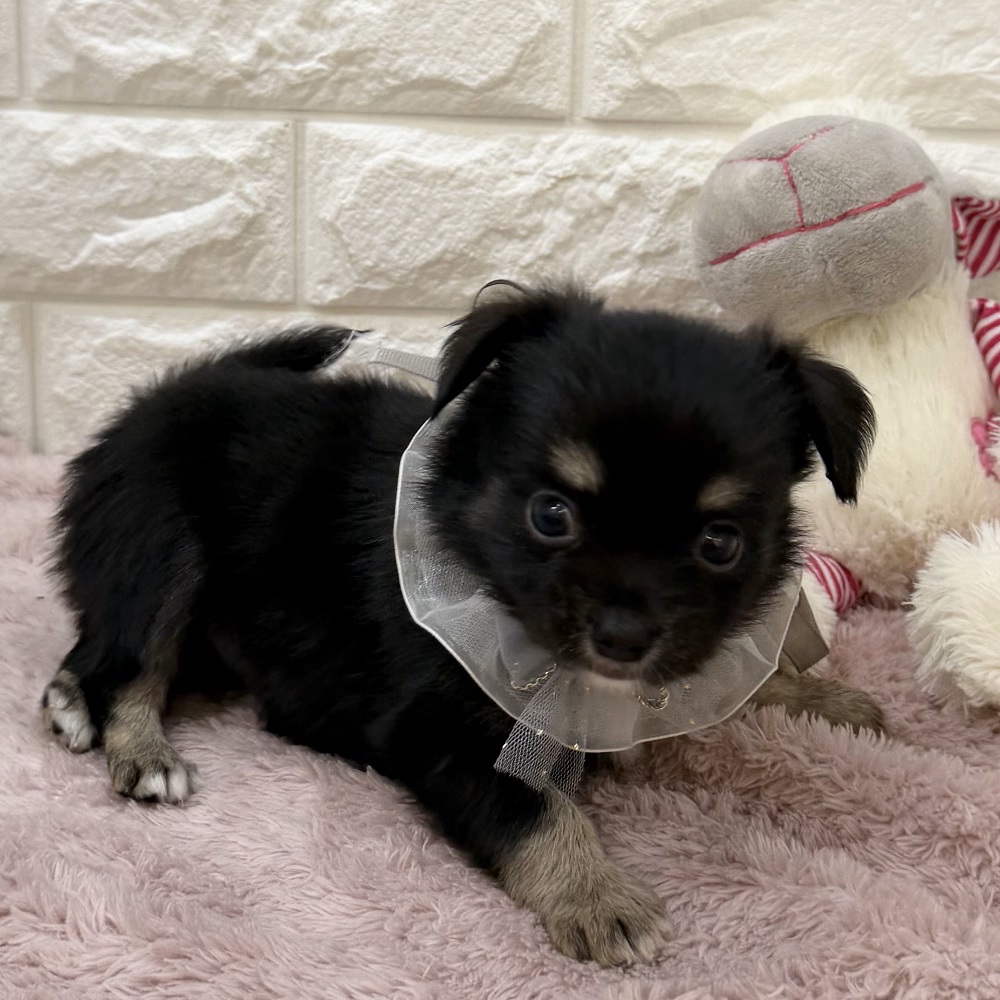 静岡県のチワワ(ロング) (犬の家＆猫の里アミーゴ浜松和田店/2026年5月26日生まれ/男の子/ブラックタンホワイト)の子犬の4枚目の画像