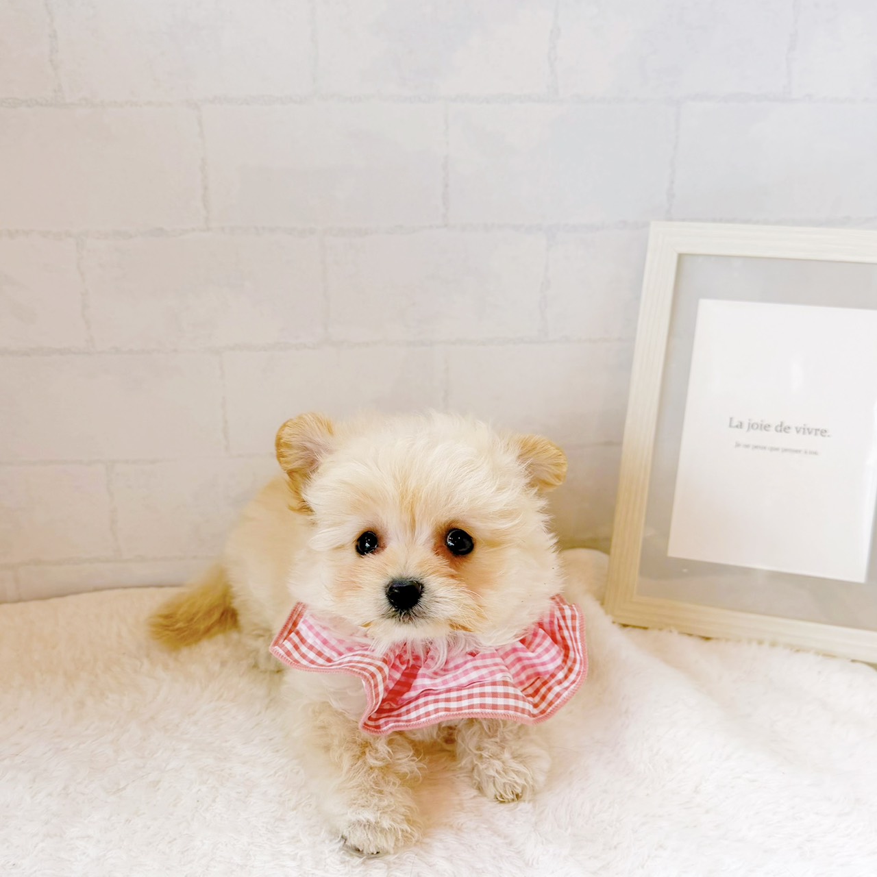 石川県のポメプー(ポメラニアン×プードル) (犬の家＆猫の里金沢店/2026年5月25日生まれ/女の子/ホワイト)の子犬の4枚目の画像
