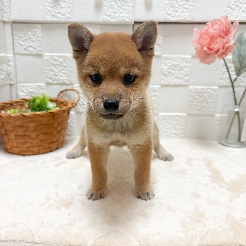 東京都の豆柴 (犬の家＆猫の里ペットフォレスト小平店/2026年5月26日生まれ/男の子/赤)の子犬の4枚目の画像