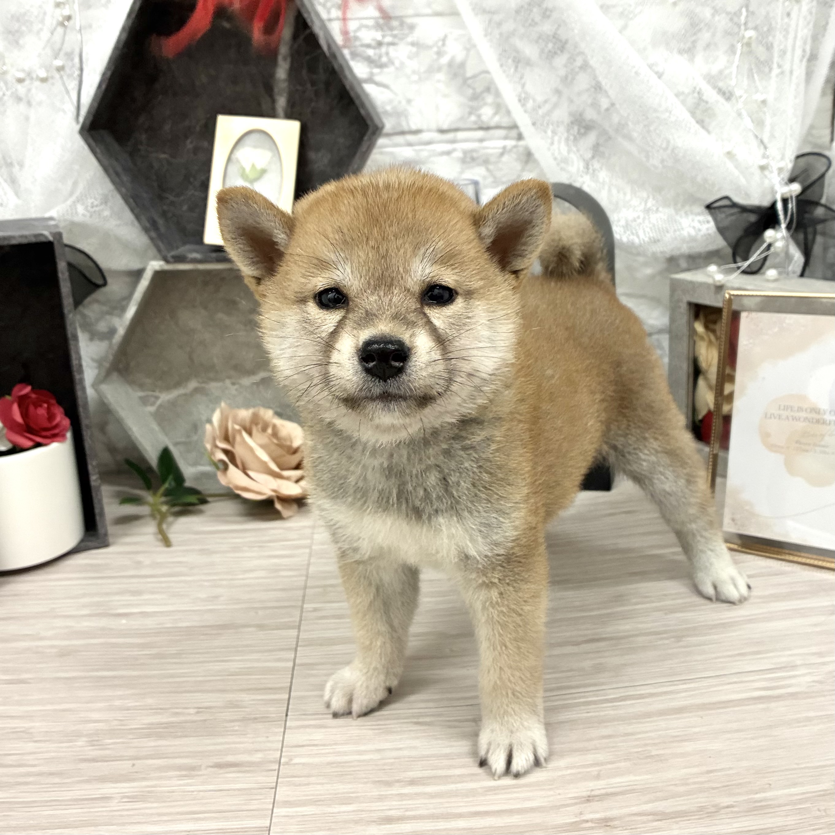 千葉県の柴犬(標準サイズ) (犬の家＆猫の里ワンズモール稲毛店/2026年5月25日生まれ/女の子/赤)の子犬の1枚目の画像