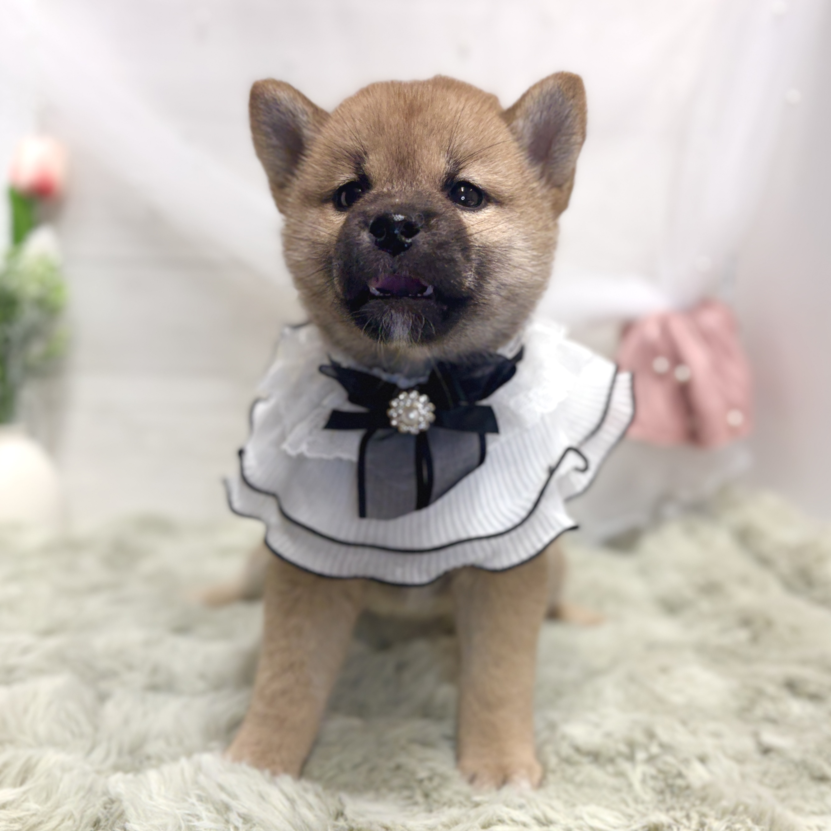神奈川県の柴犬(標準サイズ) (犬の家＆猫の里相模原店/2026年5月25日生まれ/女の子/赤)の子犬の4枚目の画像