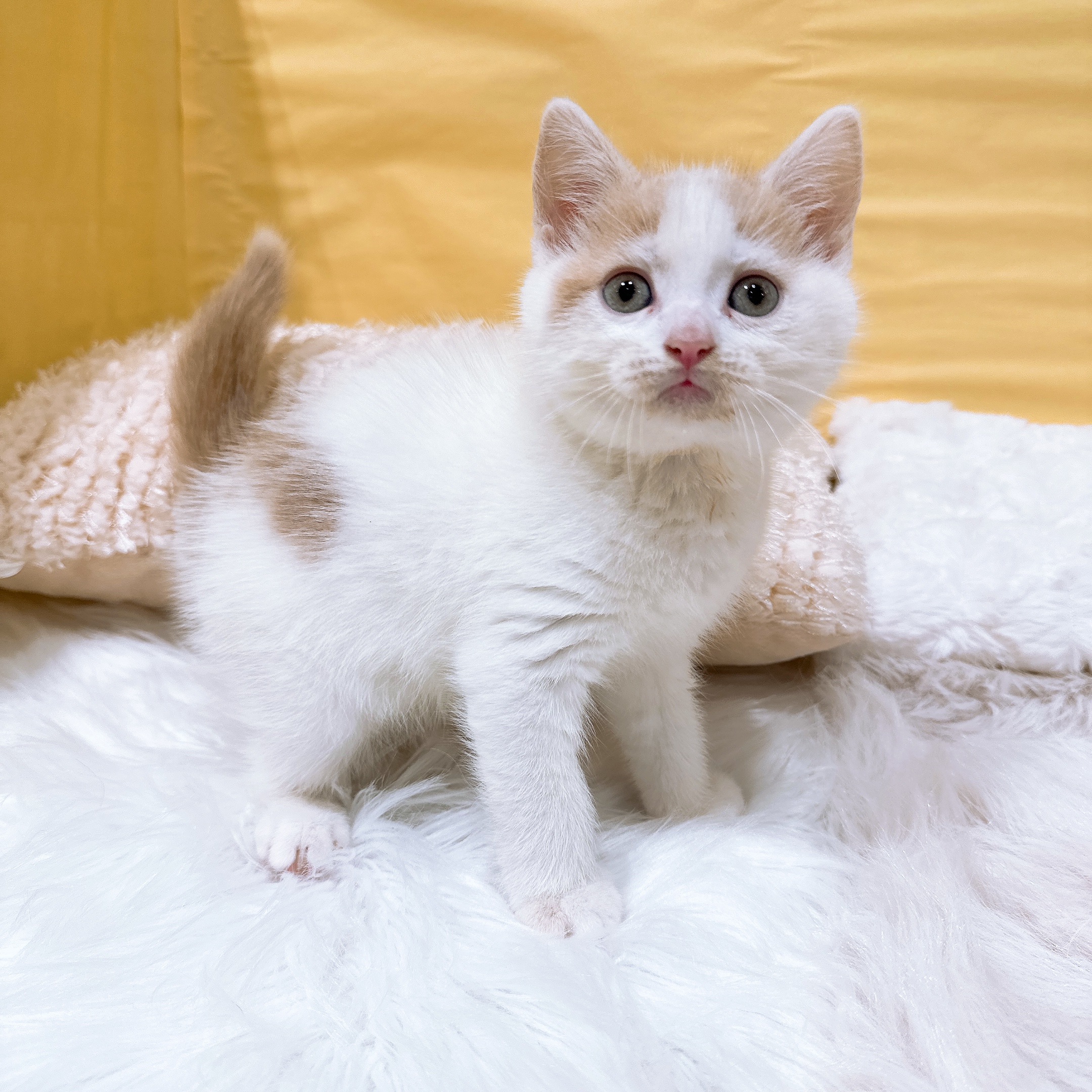 神奈川県のスコティッシュフォールド (犬の家＆猫の里元住吉ブレーメン通り店/2026年5月26日生まれ/男の子/ホワイト＆クリームタビー)の子猫の4枚目の画像