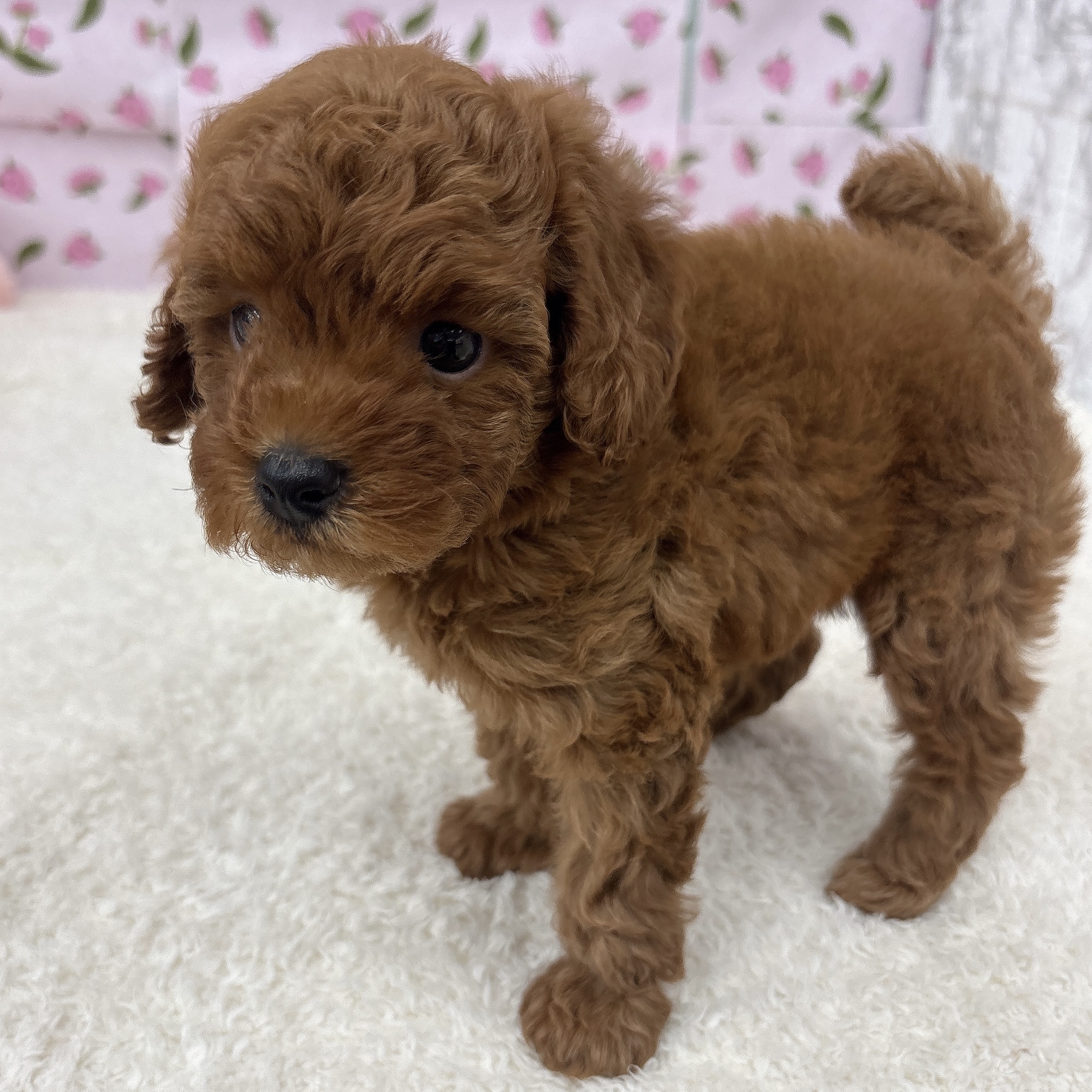 愛知県のトイプードル(トイ) (犬の家＆猫の里エアポートウォーク店/2026年5月25日生まれ/男の子/レッド)の子犬の4枚目の画像