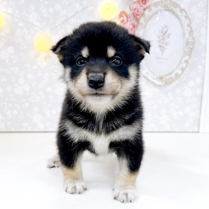 富山県の柴犬(標準サイズ) (犬の家＆猫の里アミーゴ高岡蓮花寺店/2026年5月26日生まれ/男の子/黒)の子犬の4枚目の画像