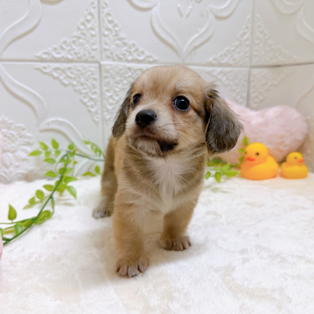 愛知県のチワックス(チワワ×ダックス) (犬の家＆猫の里岡崎店/2026年5月26日生まれ/男の子/シェーデットイエロー)の子犬の4枚目の画像