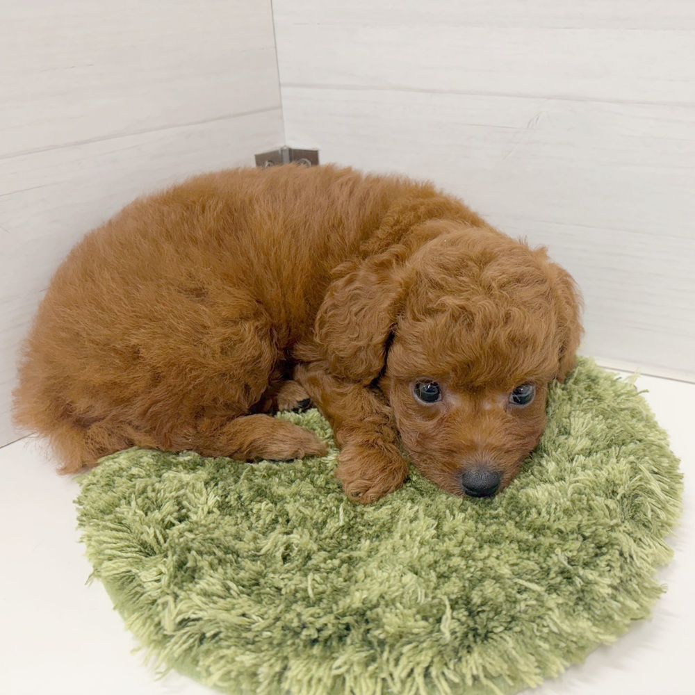 石川県のトイプードル(トイ) (犬の家＆猫の里アミーゴ金沢おこばた店/2026年5月25日生まれ/女の子/レッド)の子犬の4枚目の画像
