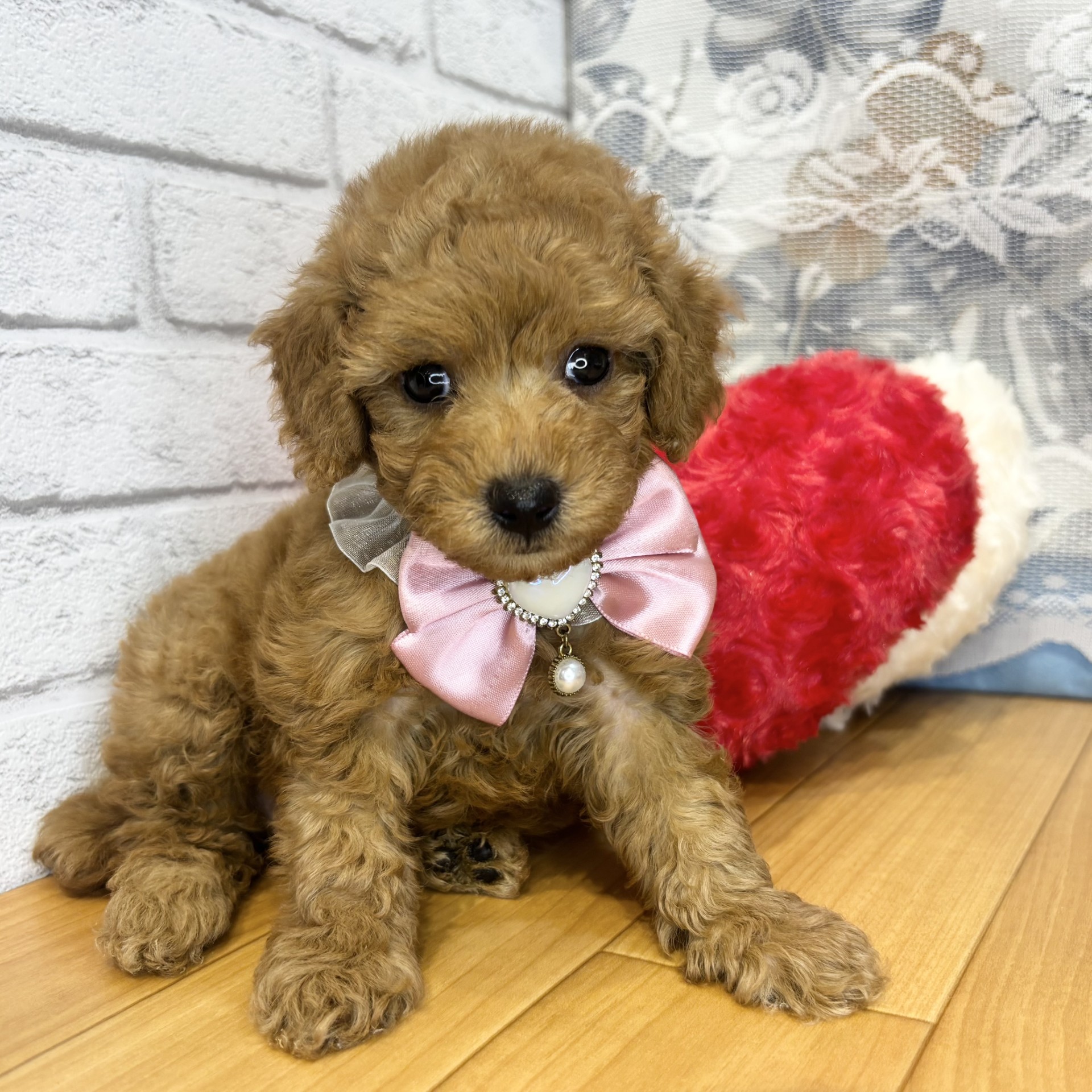 長野県のトイプードル(トイ) (犬の家＆猫の里カインズ梓川店/2026年5月25日生まれ/女の子/レッド)の子犬の4枚目の画像