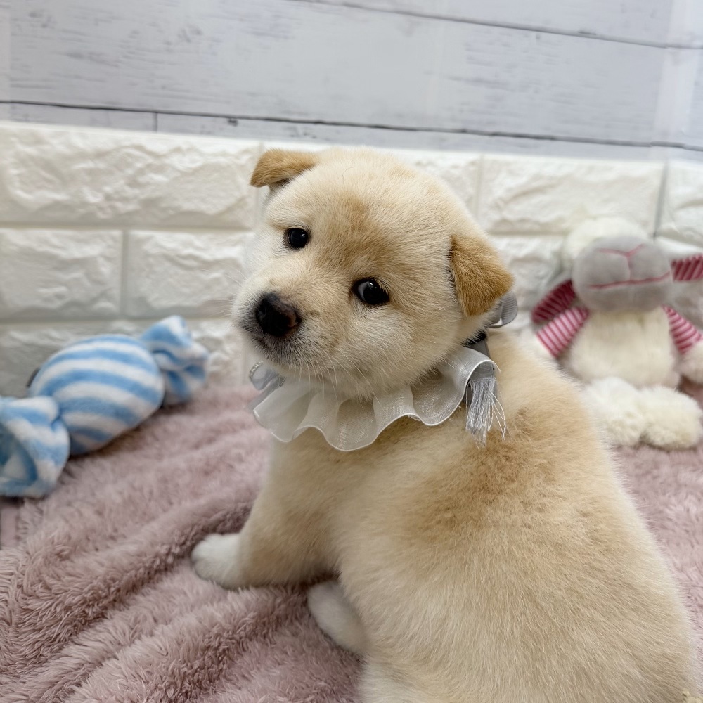 静岡県の柴犬(標準サイズ) (犬の家＆猫の里アミーゴ浜松和田店/2026年5月26日生まれ/男の子/白)の子犬の4枚目の画像