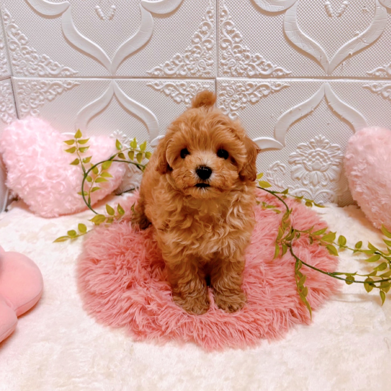 愛知県のマルプー(マルチーズ×プードル) (犬の家＆猫の里岡崎店/2026年5月21日生まれ/男の子/アプリコット)の子犬の4枚目の画像